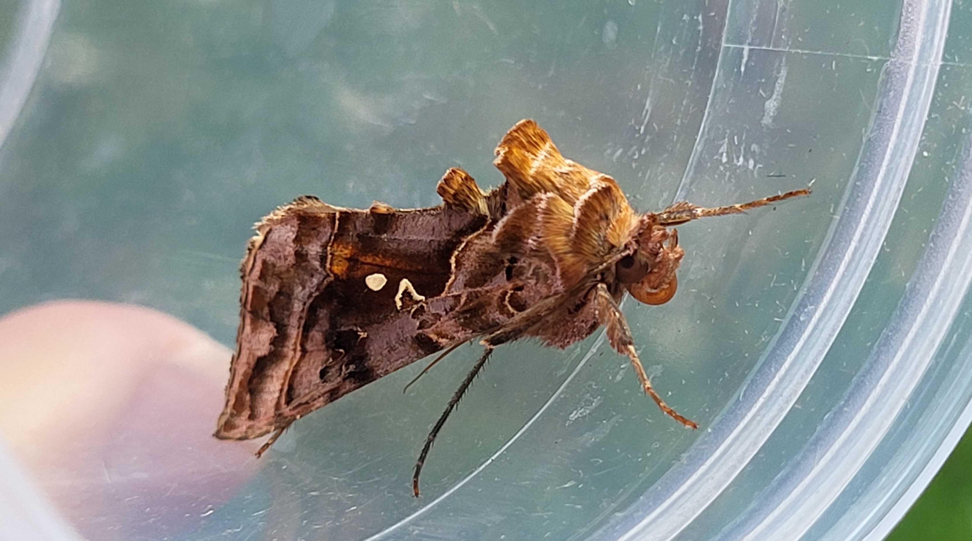 Photo of Beautiful Golden Y (Autographa pulchrina)